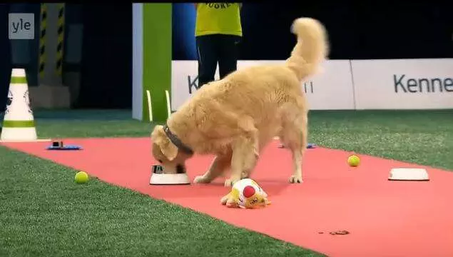 黃金獵犬參加嚴肅激烈的狗狗比賽 一上場全場氣氛都變了