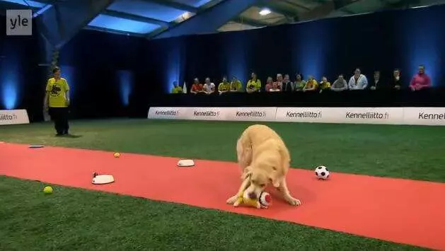 黃金獵犬參加嚴肅激烈的狗狗比賽 一上場全場氣氛都變了