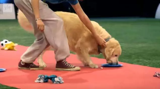 黃金獵犬參加嚴肅激烈的狗狗比賽 一上場全場氣氛都變了