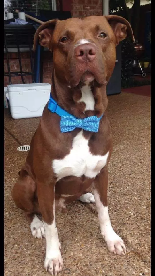 沒牽繩的比特犬「突然撲向小男孩」 下秒才發現它功勞超大!