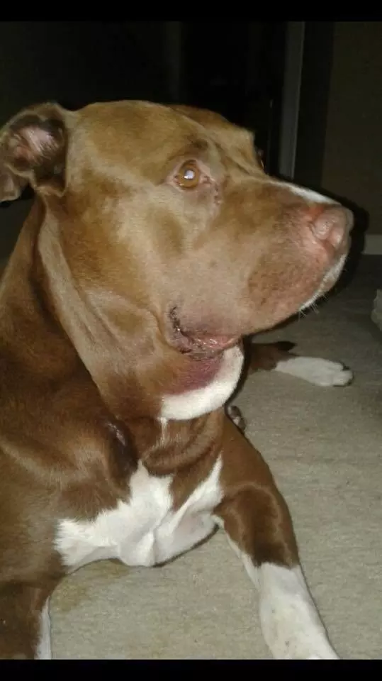 沒牽繩的比特犬「突然撲向小男孩」 下秒才發現它功勞超大!