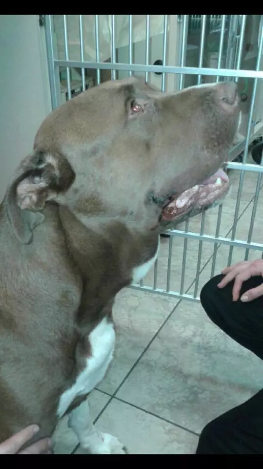 沒牽繩的比特犬「突然撲向小男孩」 下秒才發現它功勞超大!