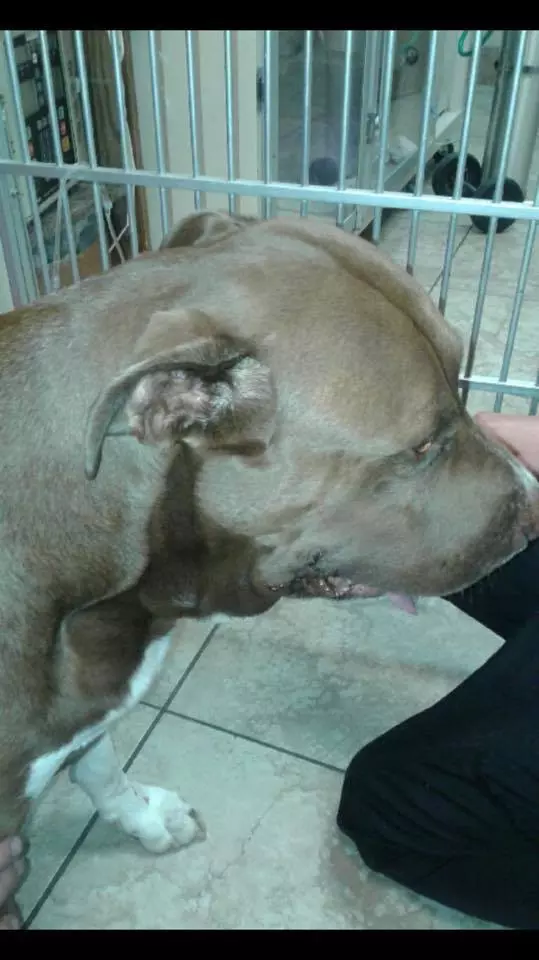 沒牽繩的比特犬「突然撲向小男孩」 下秒才發現它功勞超大!