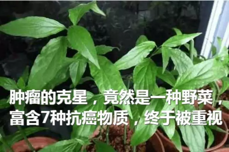 腫瘤的剋星,竟然是一種野菜,富含7種抗癌物質,終於被重視