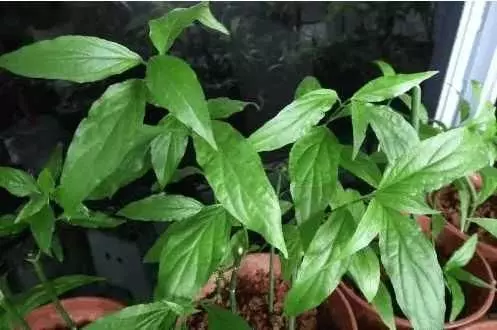腫瘤的剋星,竟然是一種野菜,富含7種抗癌物質,終於被重視
