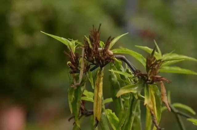 腫瘤的剋星,竟然是一種野菜,富含7種抗癌物質,終於被重視