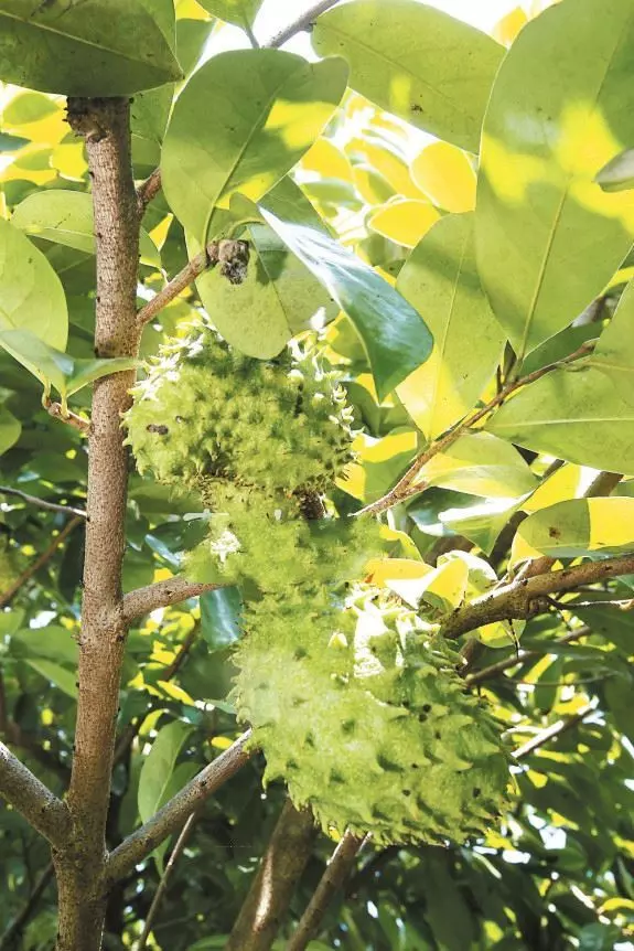 「抗癌之星」紅毛榴槤全身寶~連皮帶肉熬湯 保健排毒~{幼苗移植土地更快結果}