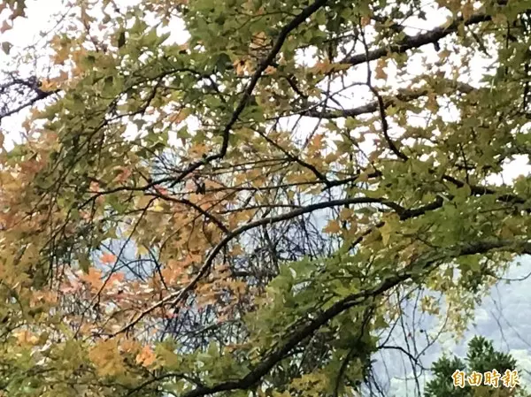 冷空氣助陣! 石門水庫楓葉有望翻紅