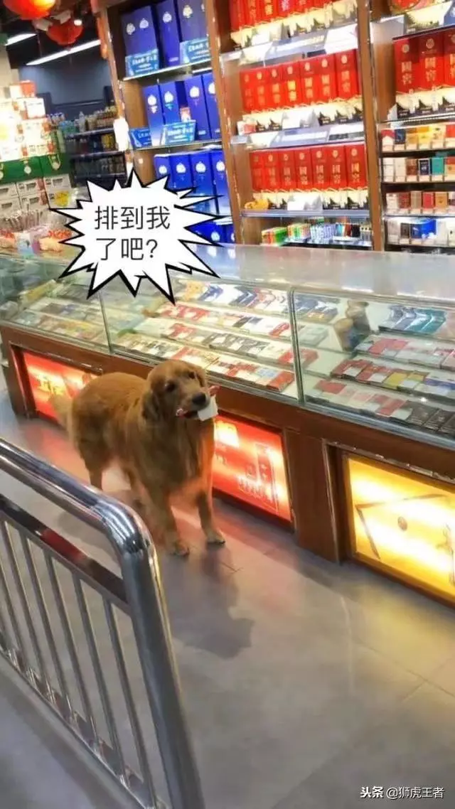 輪到我了嗎~金金買火腿「懂事先排隊」 咬著白紙老闆大笑:來吃免費的!