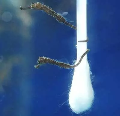 超不安「海馬與棉花棒」照片爆紅全球 攝影師卻透露:希望這張照片不曾存在
