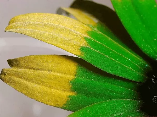 鷹眼超犯規!科學家模擬「動物眼中的世界」 蜜蜂眼中的花看起來太好吃❤