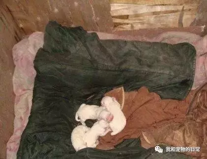 隨手給狗狗一口吃的,沒想到牠竟深夜來敲門,開門一看爸媽嚇壞:快把狗狗領進來!