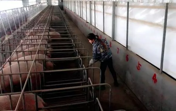 美女睡豬豬 年收入百萬人民幣