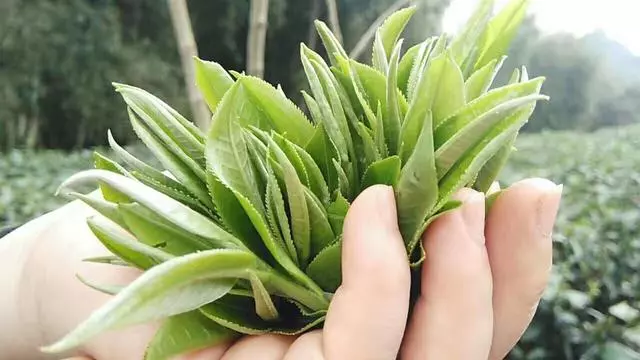 茶葉會過期嗎?茶葉到底有沒有保質期呢?