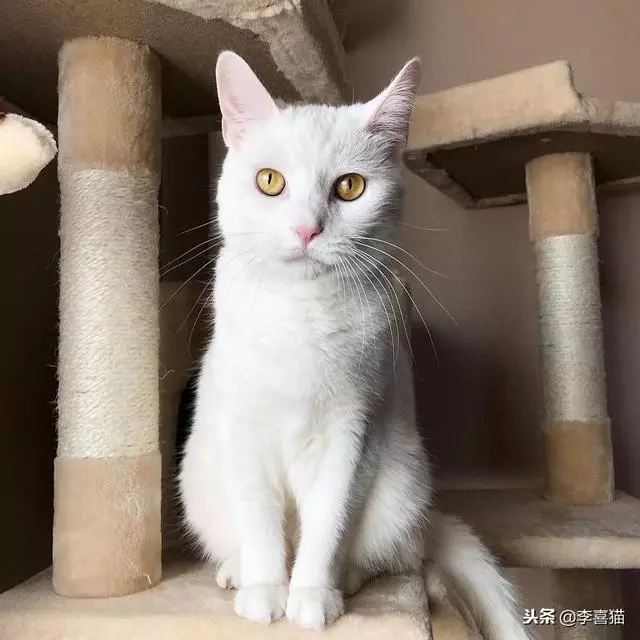 事實證明貓咪很會掩飾自己的尷尬,雖然通常看上去都很蠢萌……