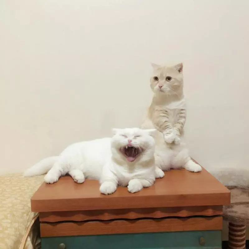 小橘喵「縮耳朵+委屈臉」鼻要看醫生...緊盯阿公告狀:都是妹妹打我啦!