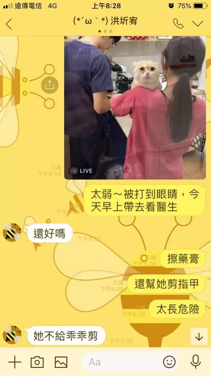 小橘喵「縮耳朵+委屈臉」鼻要看醫生...緊盯阿公告狀:都是妹妹打我啦!