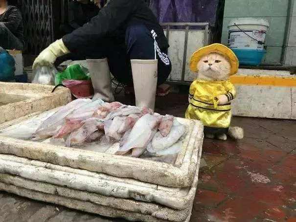 「你!給朕過來買魚!」 貓皇到菜市場擺攤超吸客