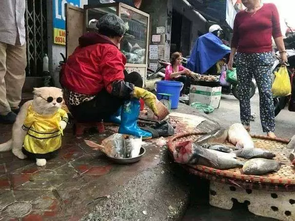 「你!給朕過來買魚!」 貓皇到菜市場擺攤超吸客