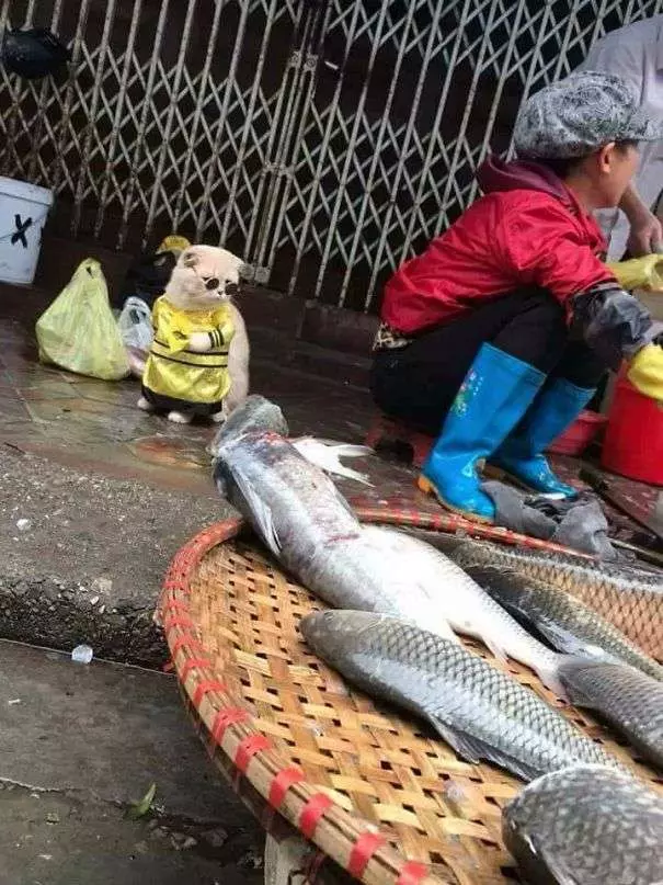 「你!給朕過來買魚!」 貓皇到菜市場擺攤超吸客