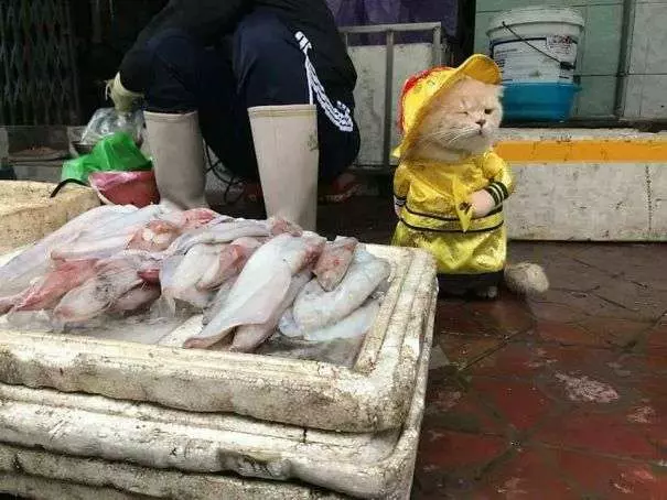 「你!給朕過來買魚!」 貓皇到菜市場擺攤超吸客