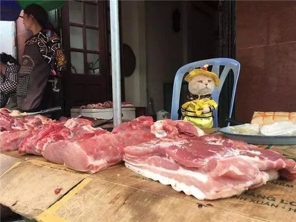 「你!給朕過來買魚!」 貓皇到菜市場擺攤超吸客
