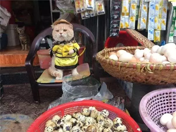 「你!給朕過來買魚!」 貓皇到菜市場擺攤超吸客