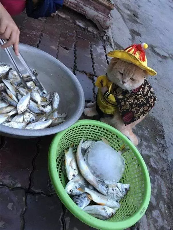 「你!給朕過來買魚!」 貓皇到菜市場擺攤超吸客
