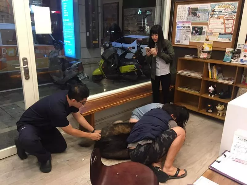 大隻汪「被壓制注射」好不爽 奧嘟嘟趴櫃檯罵醫生:縮好數123呢?