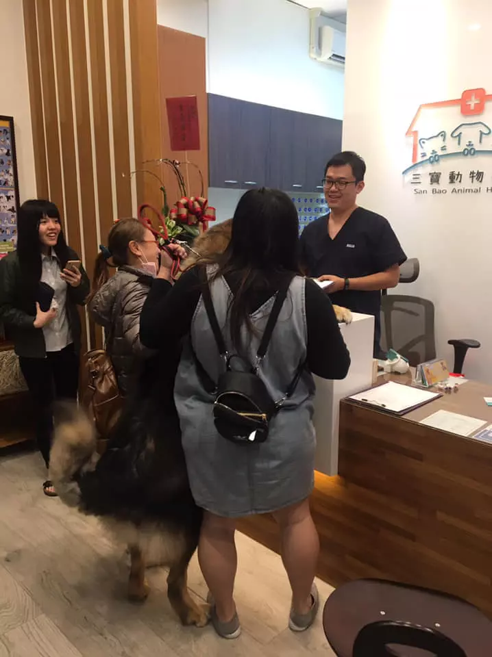 大隻汪「被壓制注射」好不爽 奧嘟嘟趴櫃檯罵醫生:縮好數123呢?