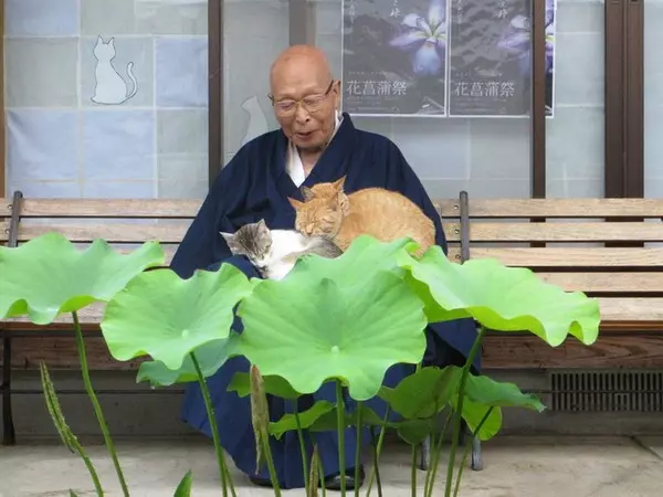 佛心住持10年前收養貓咪 現在變「貓寺」30隻貓攬客香火超旺
