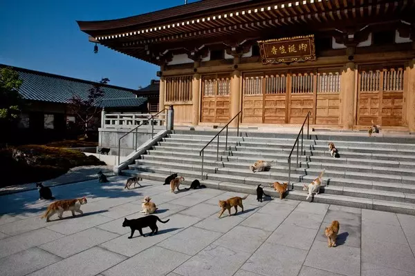 佛心住持10年前收養貓咪 現在變「貓寺」30隻貓攬客香火超旺