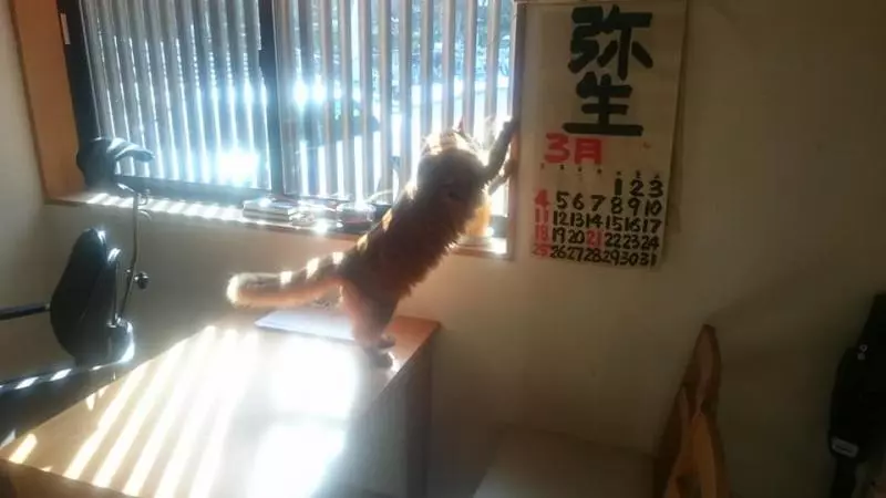 佛心住持10年前收養貓咪 現在變「貓寺」30隻貓攬客香火超旺