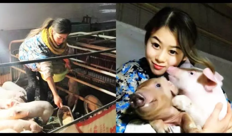 睡養殖場 照顧逾6千隻 美女豬農人工呼吸救400豬!
