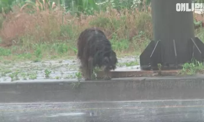 看到女生就以為是主人「狂跟求回家」 浪浪淋雨痴等4個月…終於跟馬麻重逢