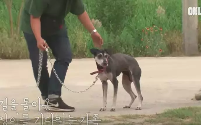 看到女生就以為是主人「狂跟求回家」 浪浪淋雨痴等4個月…終於跟馬麻重逢