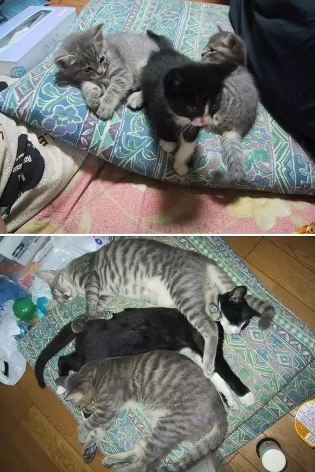 我養的那隻小可愛,一不小心就長大了,沙發也爛了……