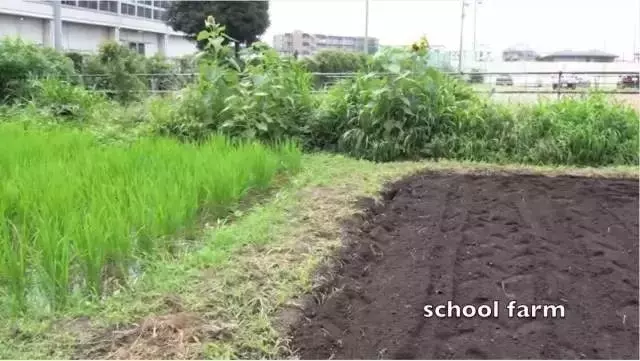 日本小學50塊錢的午餐,網友:日本在培養公民,我們在培養公主