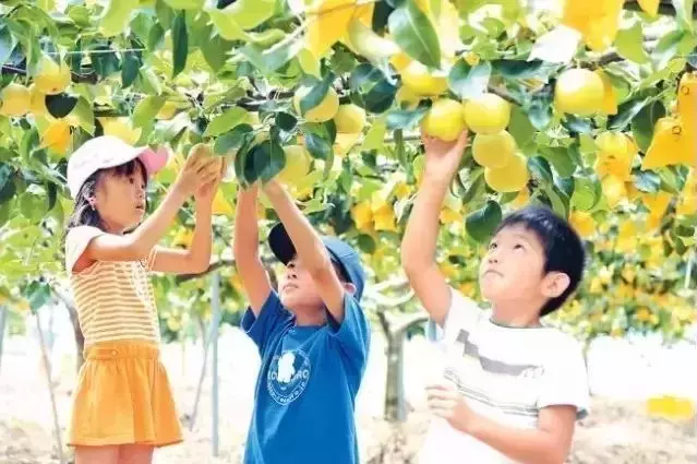 日本小學50塊錢的午餐,網友:日本在培養公民,我們在培養公主