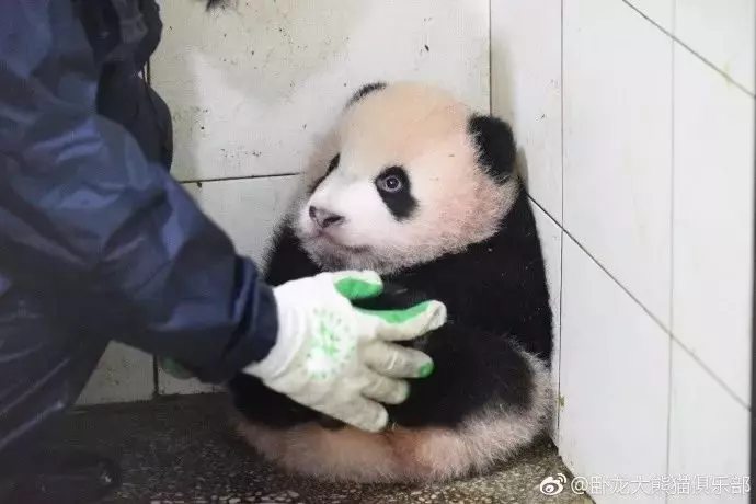 貪玩熊貓寶寶被罰坐角落 它抱腳腳「秒縮成芝麻湯圓」:泥掃好了沒~