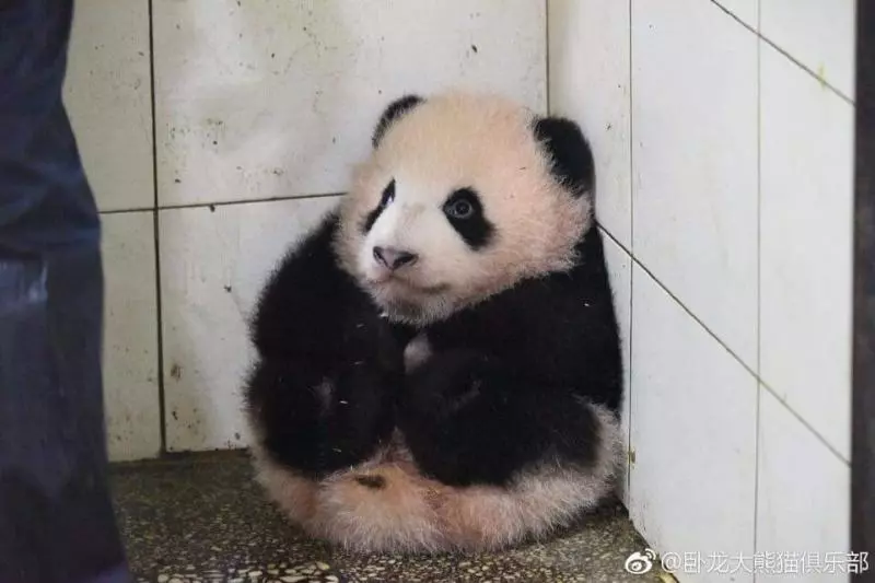 貪玩熊貓寶寶被罰坐角落 它抱腳腳「秒縮成芝麻湯圓」:泥掃好了沒~