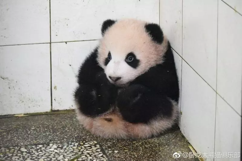 貪玩熊貓寶寶被罰坐角落 它抱腳腳「秒縮成芝麻湯圓」:泥掃好了沒~