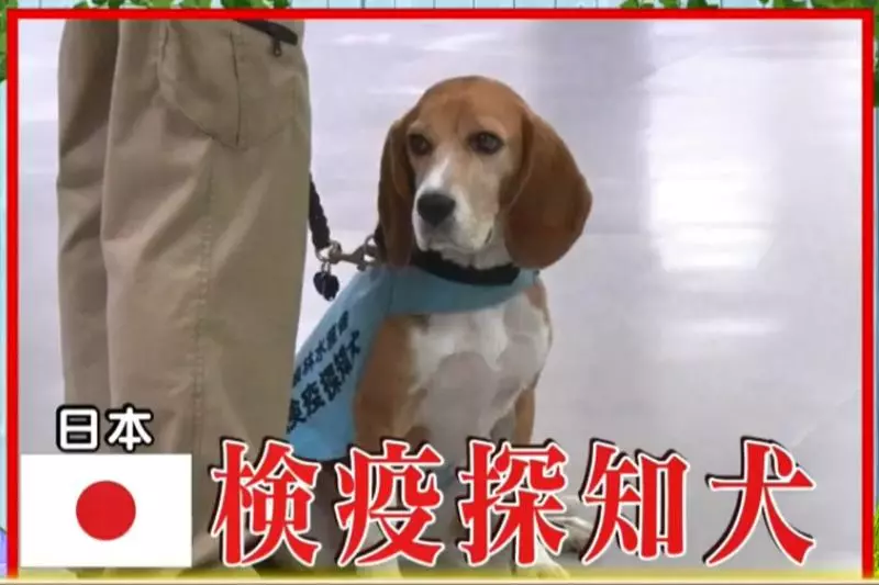 檢疫犬,揭發中國大媽欲偷運肉類入境,大媽灑淚求通融。