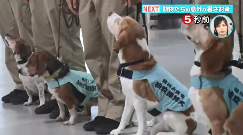 檢疫犬,揭發中國大媽欲偷運肉類入境,大媽灑淚求通融。