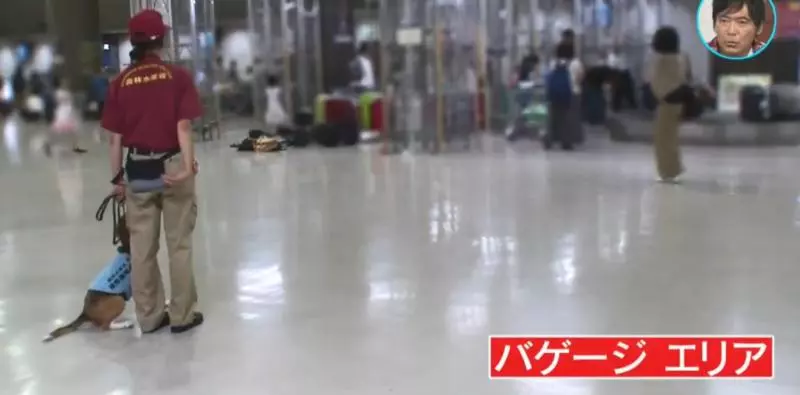 檢疫犬,揭發中國大媽欲偷運肉類入境,大媽灑淚求通融。