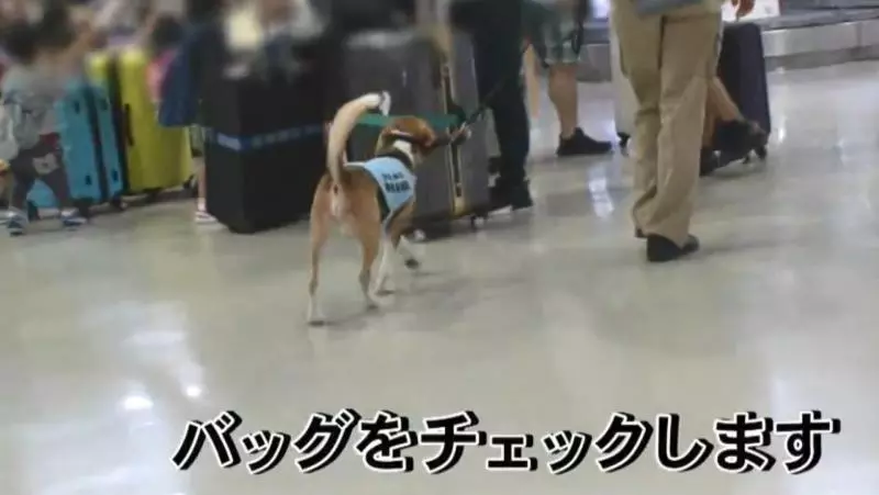 檢疫犬,揭發中國大媽欲偷運肉類入境,大媽灑淚求通融。
