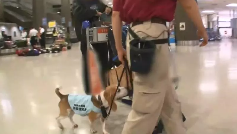 檢疫犬,揭發中國大媽欲偷運肉類入境,大媽灑淚求通融。