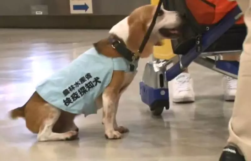 檢疫犬,揭發中國大媽欲偷運肉類入境,大媽灑淚求通融。