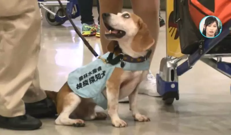 檢疫犬,揭發中國大媽欲偷運肉類入境,大媽灑淚求通融。