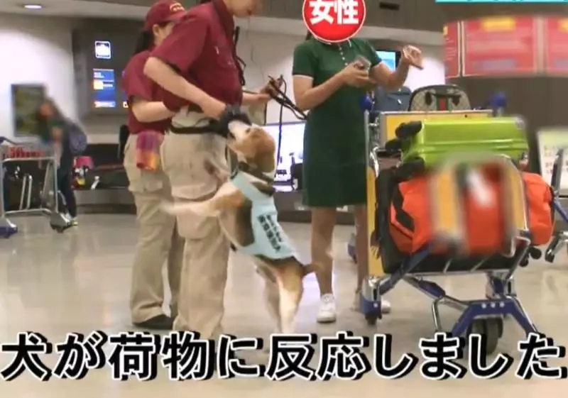 檢疫犬,揭發中國大媽欲偷運肉類入境,大媽灑淚求通融。